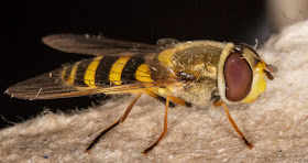 Hoverfly, Syrphus vitripennis.  In my light trap in Hayes on 15 September 2015