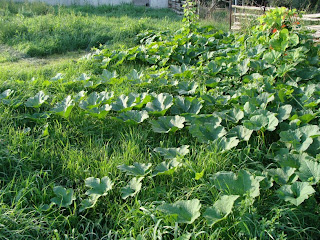 Squash plants expanding everywhere