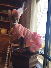 Coco, the Couture Cat, looking very elegant, Cornish Rex