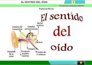  El sentido del oído