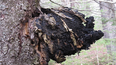 Nam-chaga-nga-chua-benh-tieu-duong