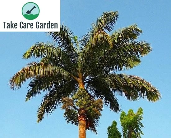 Dicas e cuidados sobre a Palmeira Real Cubana