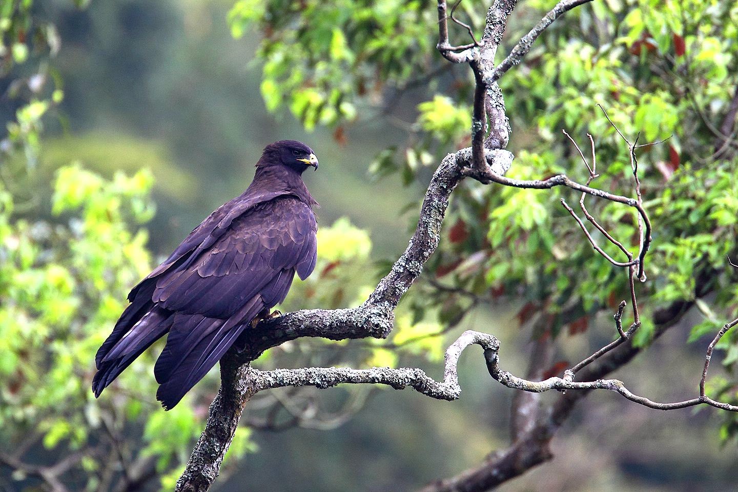 CHANGEABLE HAWK EAGLE ELANG BRONTOK CHE UDIPAWIRO FALCONRY