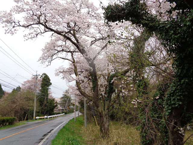 ホテル旬香大山リゾートの前のソメイヨシノ桜