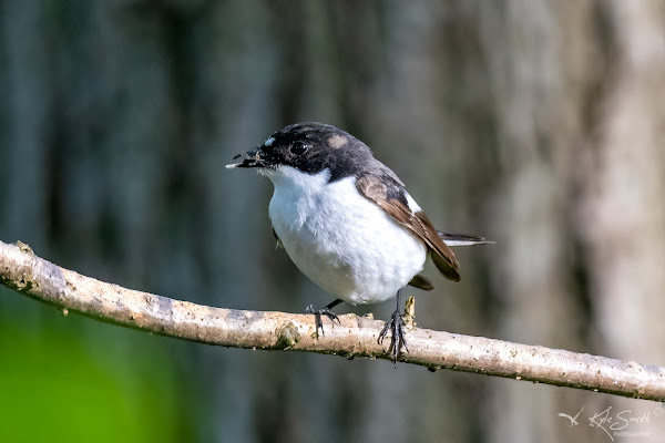 Pied flycatcher