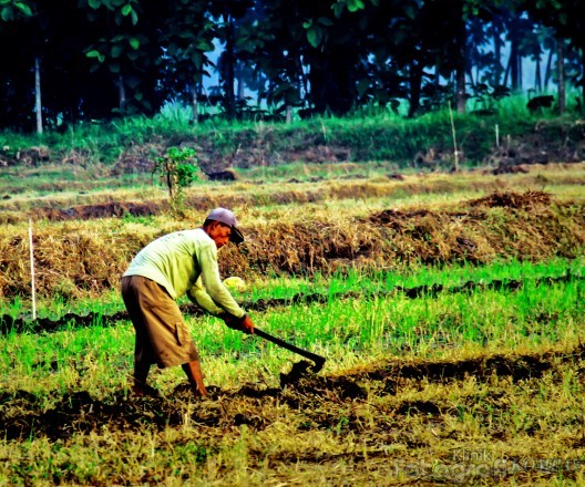Konsep 26+ Gambar Petani Mencangkul