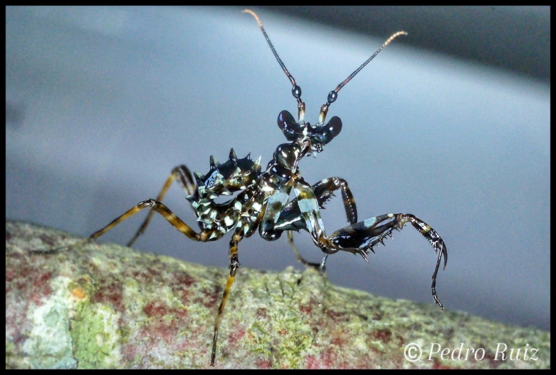 Ninfa macho L3 de Pseudocreobotra wahlbergii