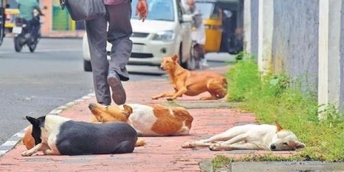 ಉತ್ತರ ಪ್ರದೇಶ: ನಾಯಿಯ ಕಾಲು ಮುರಿದವನ ವಿರುದ್ಧ ಕ್ರಮಕ್ಕೆ ಆಗ್ರಹಿಸಿ ಮೇನಕಾ ಗಾಂಧಿ ಫೋನ್ ಕರೆ; ವ್ಯಕ್ತಿ ಬಂಧನ!