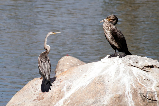 Snake Bird probably communicating with the Great Cormorant, this lasted for few minutes and was interesting to watch
