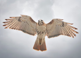 Christo the resident male red-tailed hawk.