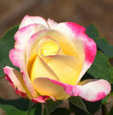 Hd Images Of Yellow Rose 40