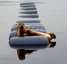 Funny animals of the week - 20 December 2013 (40 pics), funny seal picture