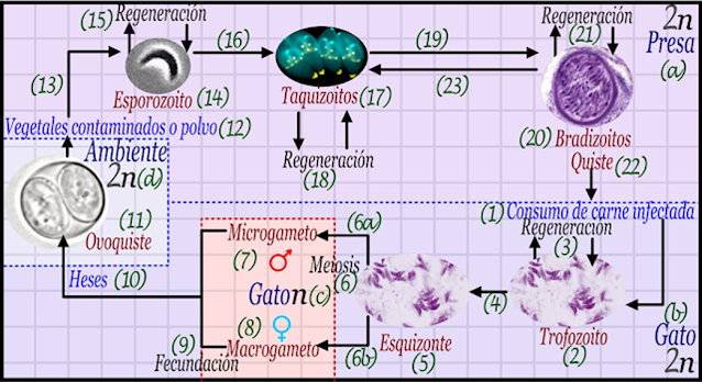 Ciclo de vida de Toxoplasma gondii (a).