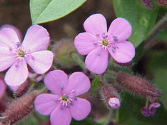  Saponaria-Vaccaria