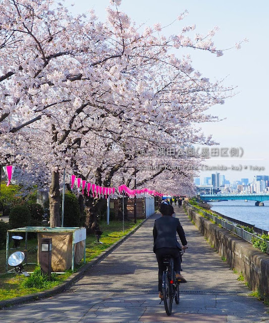 隅田公園（墨田区側）の桜