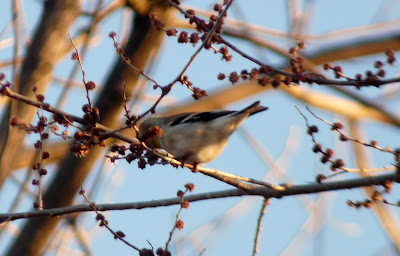 goldfinch