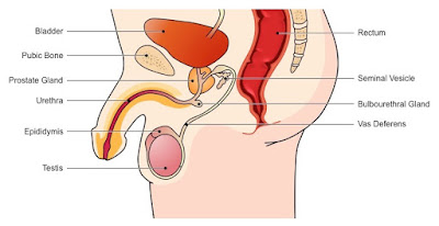 Simple male reproductive system diagram | Easy diagram of male reproductive system | Male reproductive system diagram with labels