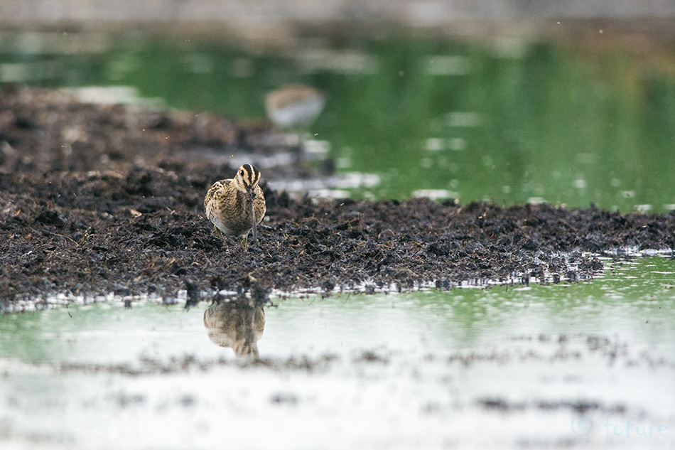 Tikutaja, Gallinago gallinago, Common Snipe, Fantail, Taevasikk, Capella