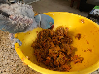 parrot eating sweet potato