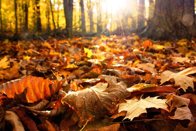 Otoño en el Parque del Retiro en Madrid