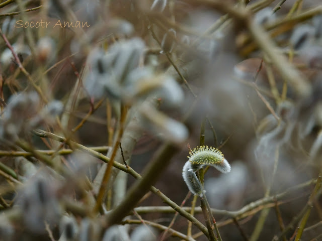 Salix gracilistyla