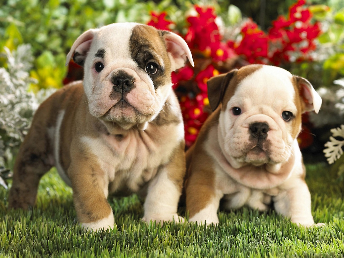 French Bulldog Puppies Wallpapers Pics Pets Cute And HD Wallpapers Download Free Map Images Wallpaper [wallpaper684.blogspot.com]