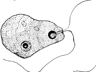 Locomotion-in-protozoa(learn-4-future.blogspot.com)