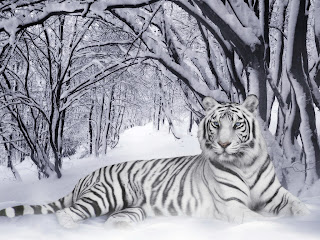 Wildlife-White-Tiger-Wallpaperas