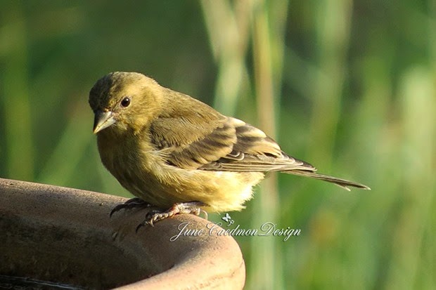 LesserGoldfinch_Female