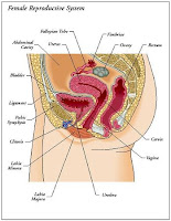 female reproductive organs