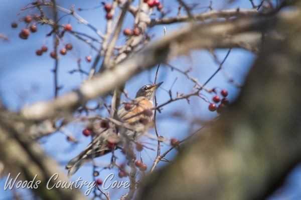 NOVEMBER 2015 (10 of 12)-2