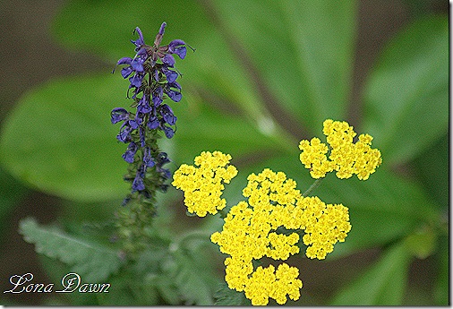MaynightSalvia_Moonshine_Achillea