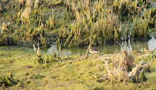 An anxious Plover!