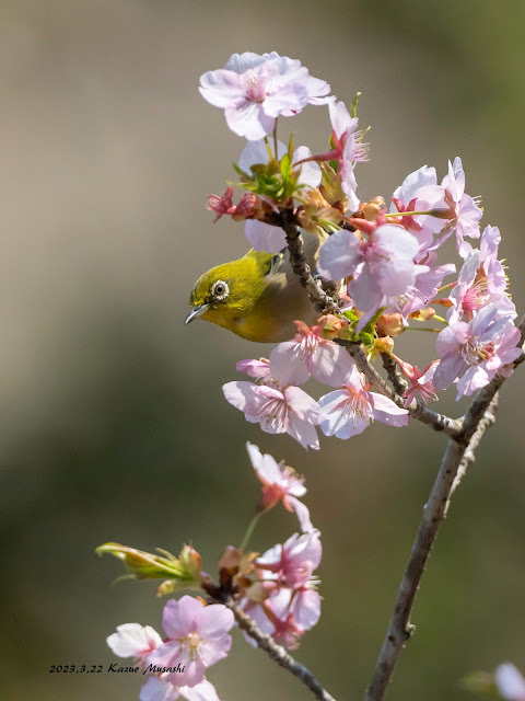 桜にはやはりメジロですね・・・