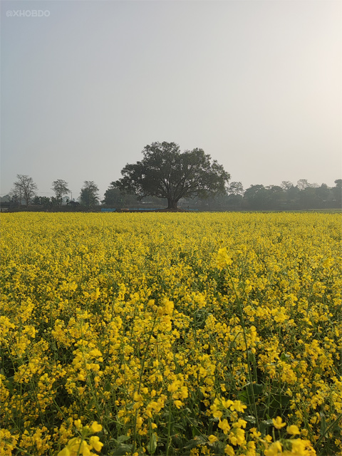 Blooming Mustard flowers fields on January 2023