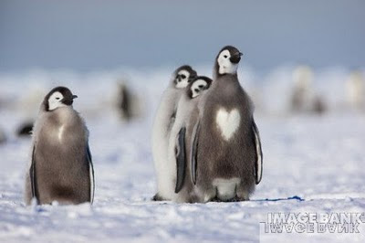 heart shape on animals body picture