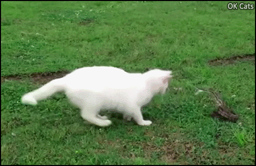 Amazing Cat GIF • Snake attacks cat and tries to bite him but kitty is faster! 'Cat like reflexes' [ok-cats.com]