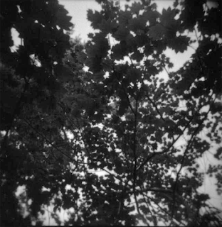 Texture of vine maples reaching towards the sky in the forest.