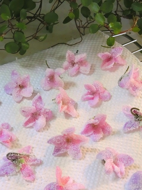 Bon Bon Art Cooking レシピ スミレの花の砂糖漬け