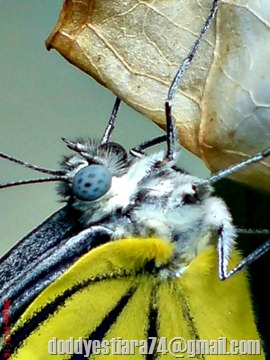 kupu-kupu bersayap kuning