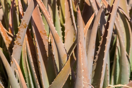 Aloe vera