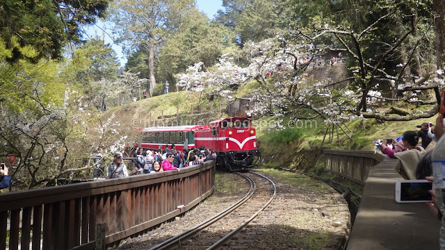 Alishan cherry blossom