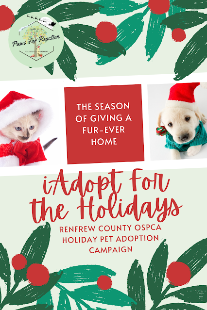 iAdopt For the Holidays: 'Tis the season to find a forever home