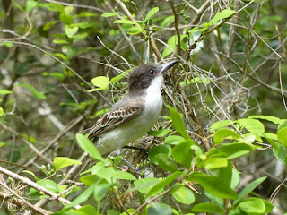 Tyran de Cuba - Tyrannus - Myiarchus 