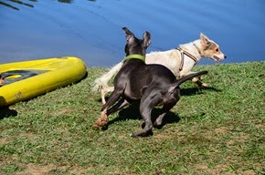 Pets Adventure 18 (0_1) (30)
