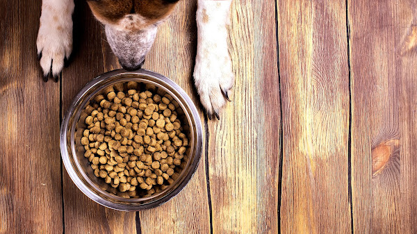 What Are The Best Dog Foods On The Market