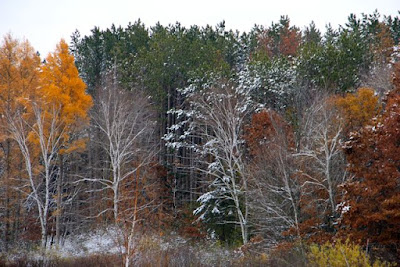 tamaracks turned, poplar bared, oaks browned