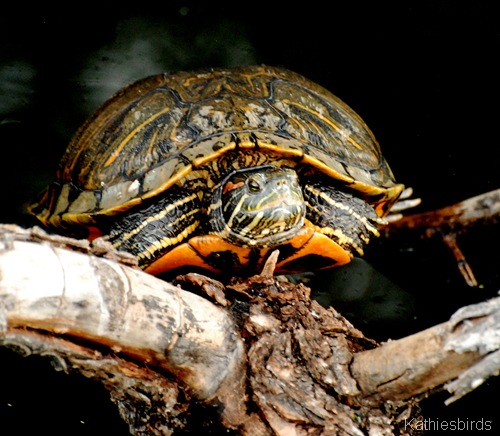 15. turtle-kab