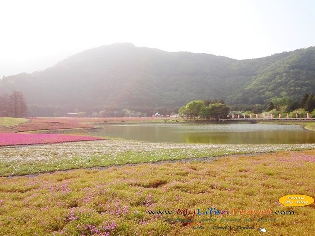 富士芝櫻祭