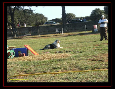 australian shepherd in obedience competition